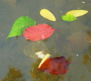 feuilles et fleurs  sur l'eau 11