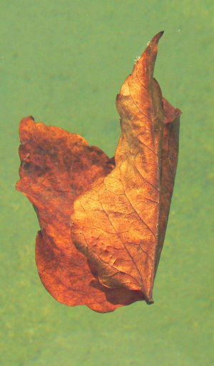 feuilles et fleurs  sur l'eau 8