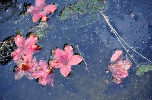 feuilles et fleurs  sur l'eau 9