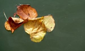 feuilles et fleurs  sur l'eau 14