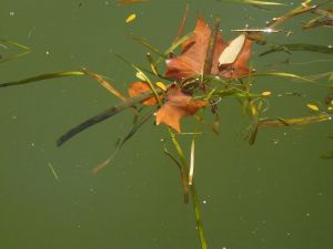 feuilles et fleurs  sur l'eau 37