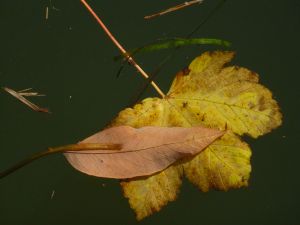 feuilles et fleurs  sur l'eau 40