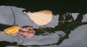 feuilles et fleurs  sur l'eau 19