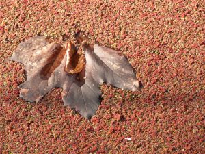 feuilles et fleurs  sur l'eau 41