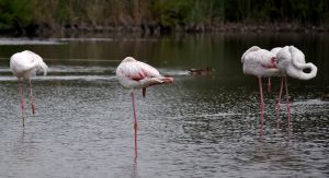 Flamands roses 3