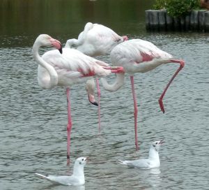 Flamands roses 14