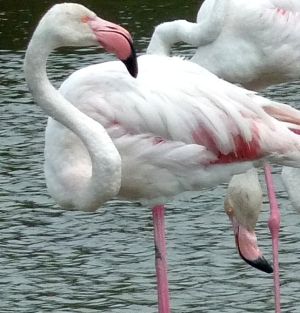 Flamands roses 15