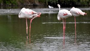 Flamands roses 4