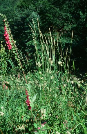 Fétuque et digitale