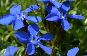 Gentiane printanniere 3