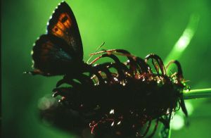 Raiponce de Haller 2