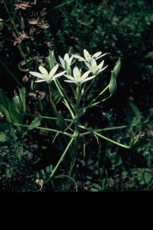 Ornithogale.dame de 11 heure