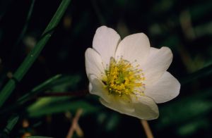 Dryade à 8 pétales 5