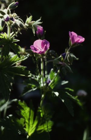 Géranium des bois - herbe à Robert 2