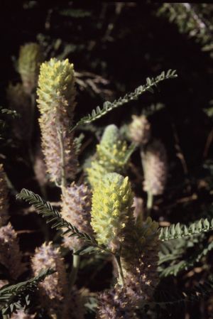 Anthyllide vulneraire