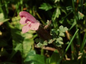 Pédiculaire verticillée rare 1