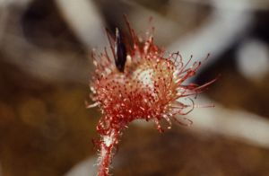 Drosera 1