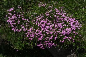 Silène acaule