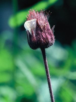 Benoite des ruisseaux 1