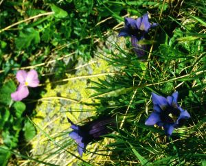 Gentiane pneumonanthe 2