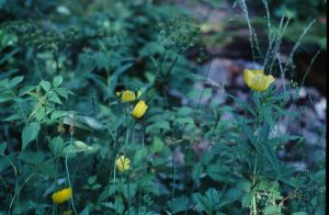 Pavot. meconopsys cambrica