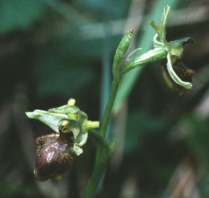 Ophrys araignée 1
