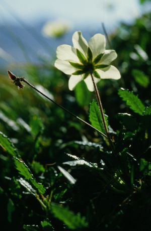 Dryade à 8 pétales 1