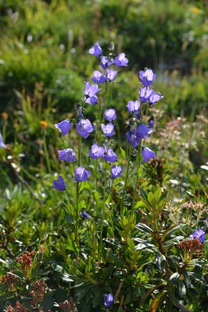 Campanule a feuilles rondes