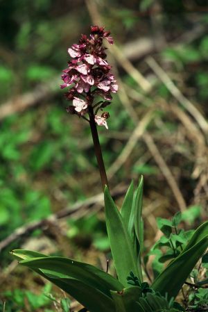 Orchis pourpre 2