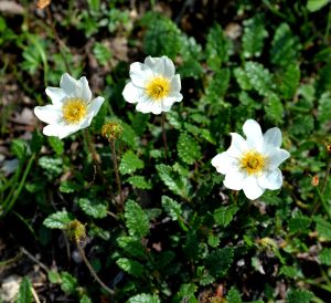 Dryade a 8 petales 4