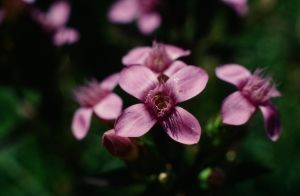 Gentianelle champêtre