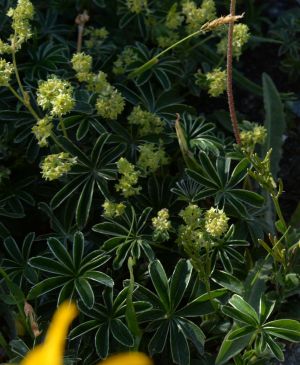 Alchémille des Alpes