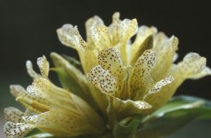 Gentiane ponctuée 1