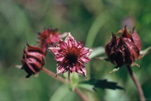 Comaret des marais 2