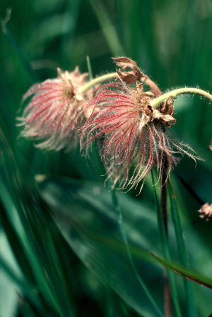 Benoite des montagnes 3