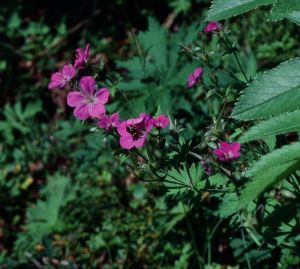 Géranium des bois - herbe à Robert 1