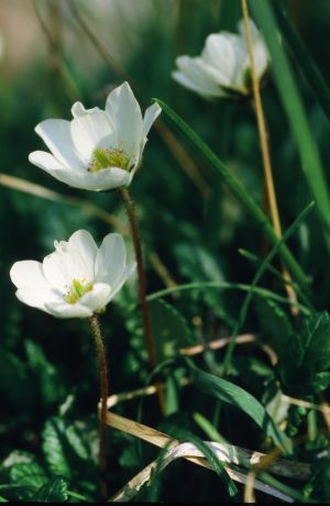 Dryade à 8 pétales 3