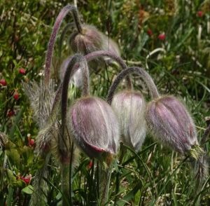 Anémone pulsatille 6