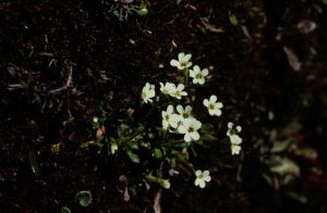Saxifrage 1
