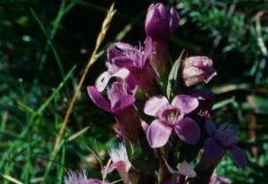 Gentianelle champêtre 1