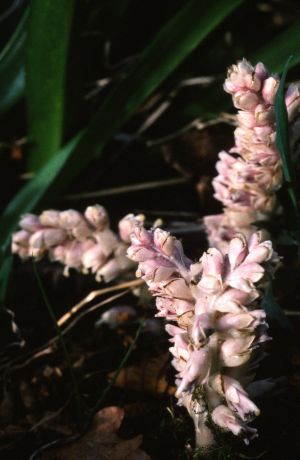 Lathrée écailleuse 2