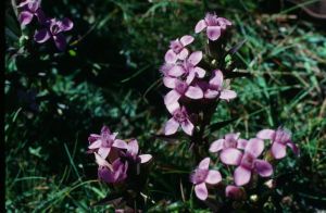 Gentiane champêtre 1