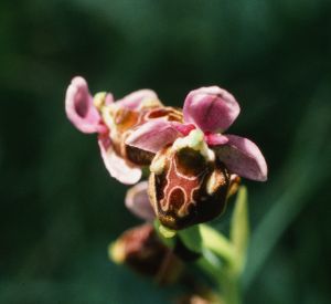 Ophrys bourdon 1