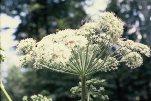 Angelique des bois 2