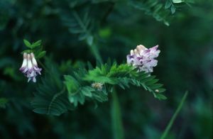 Gesse orobe printanier