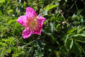 Ciste cotoneux blanchatre