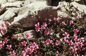 Saxifrage à feuille opposée