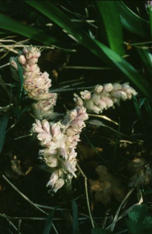 Lathrée écailleuse