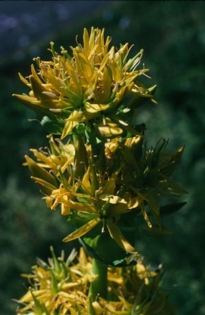 Grande gentiane jaune 2