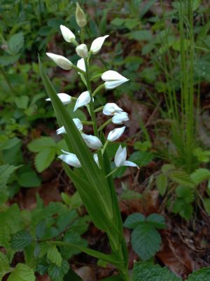 Cephalantere a longue feuille
